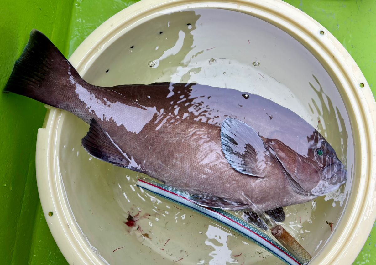 oxyさんの釣果 2枚目の画像