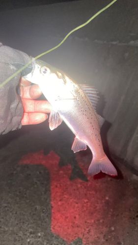 セイゴ（タイリクスズキ）の釣果