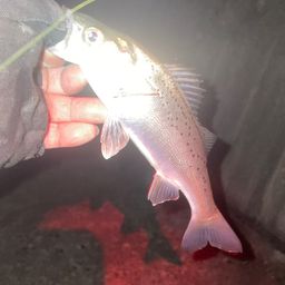 セイゴ（タイリクスズキ）