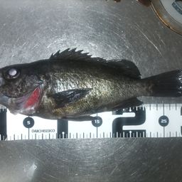 メバル