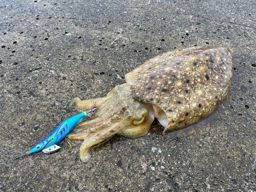 コウイカの釣果