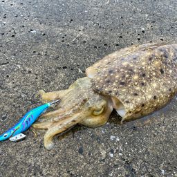 コウイカ