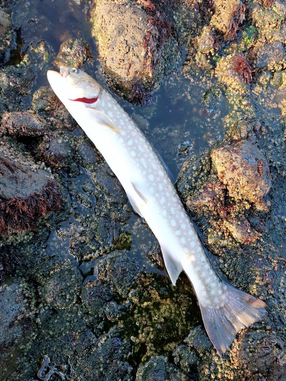 アメマス
