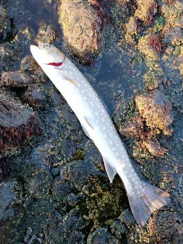 アメマスの釣果