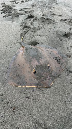 エイの釣果
