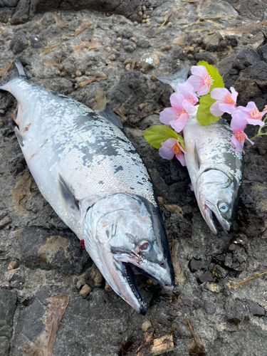 サクラマスの釣果