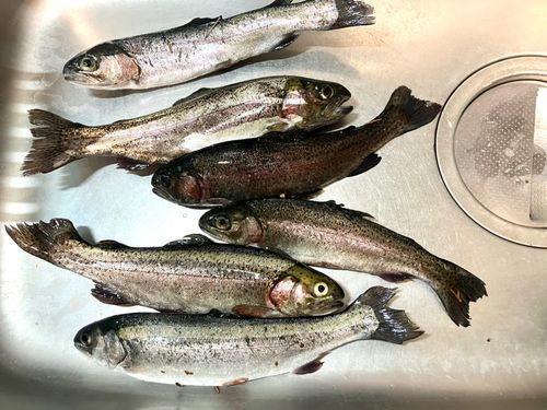 ニジマスの釣果