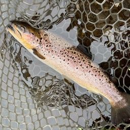 ブラウントラウト