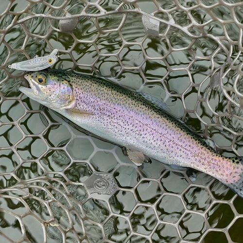 ニジマスの釣果