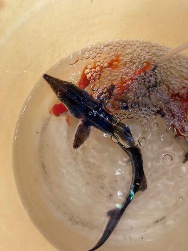 チョウザメの釣果