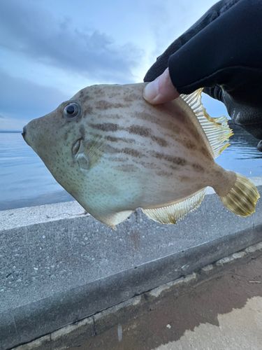 カワハギの釣果