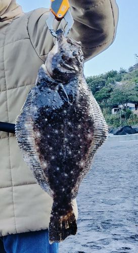 ヒラメの釣果