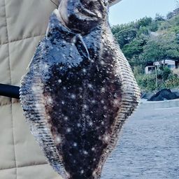 ヒラメ