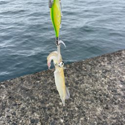 ヤリイカ