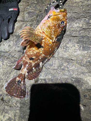 カサゴの釣果