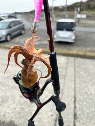 マダコの釣果