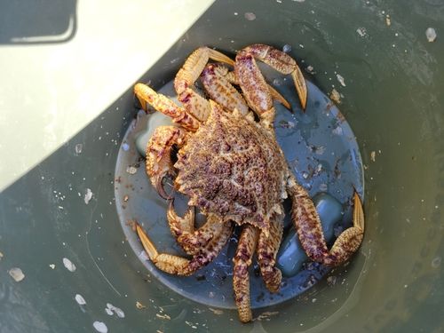 クリガニの釣果