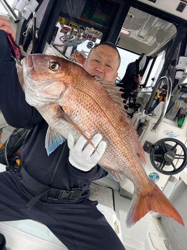 マダイの釣果