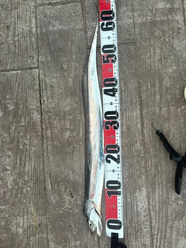 タチウオの釣果