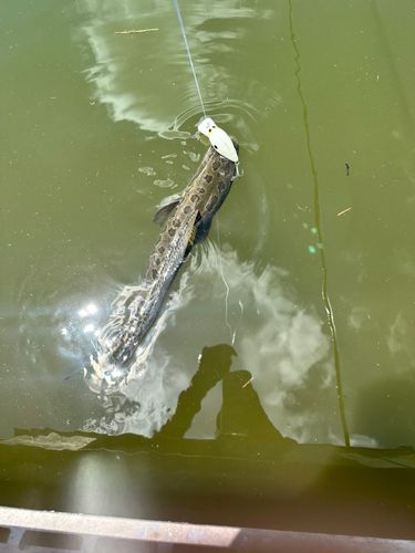 ライギョの釣果