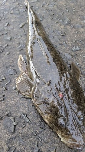 マゴチの釣果