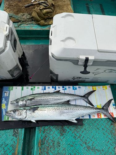 サワラの釣果