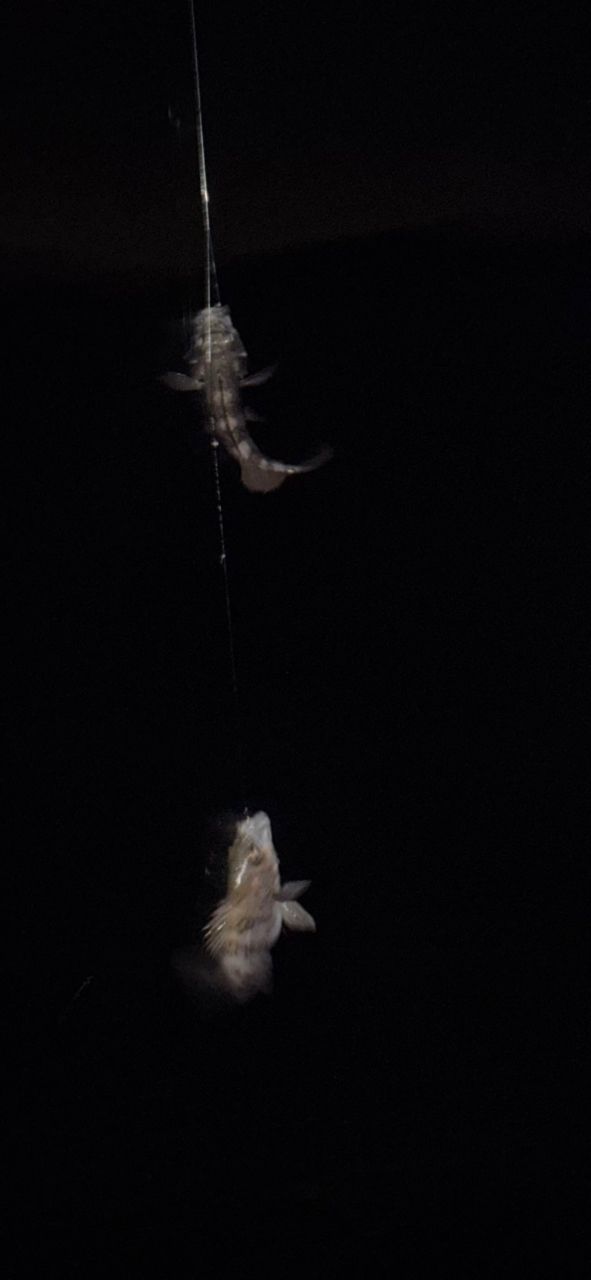 クロメバル