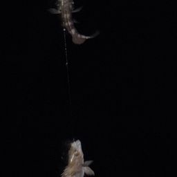 クロメバル