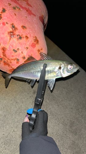 マアジの釣果