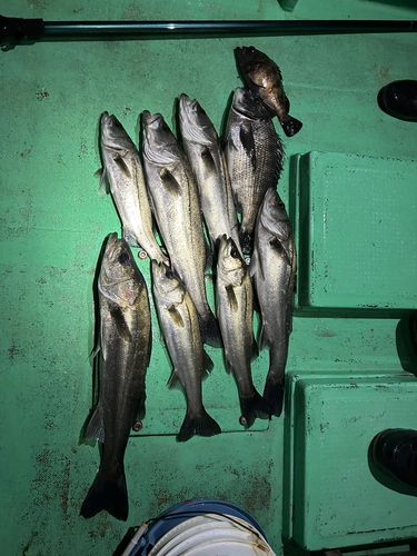 シーバスの釣果