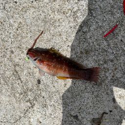 アカササノハベラ