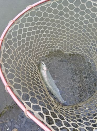 ニジマスの釣果