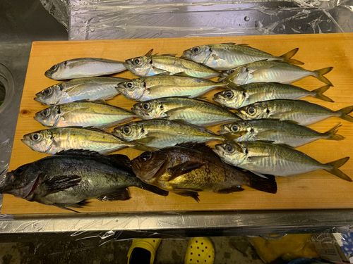 アジの釣果