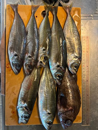 アジの釣果