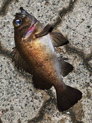 メバルの釣果