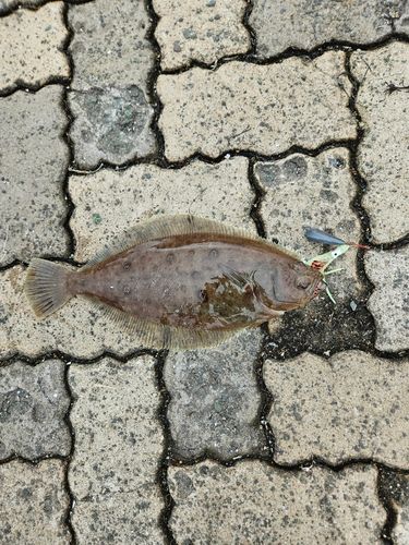 カレイの釣果