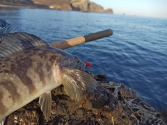 ホッケの釣果