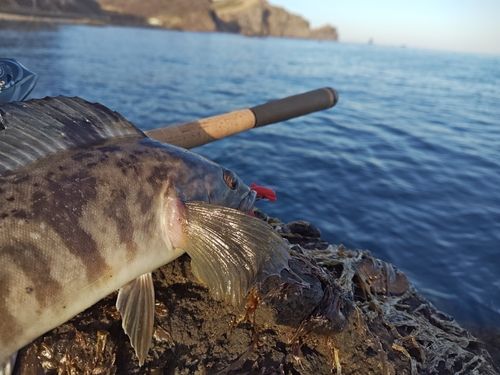 ホッケの釣果