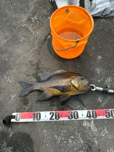 釣果