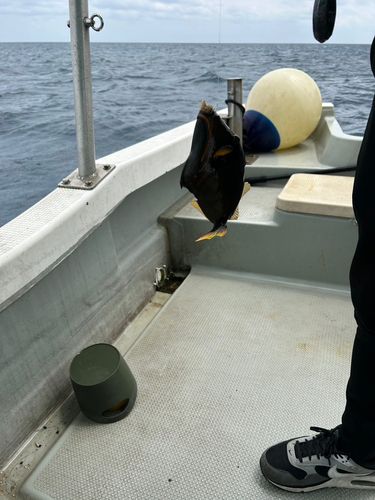 クマドリの釣果