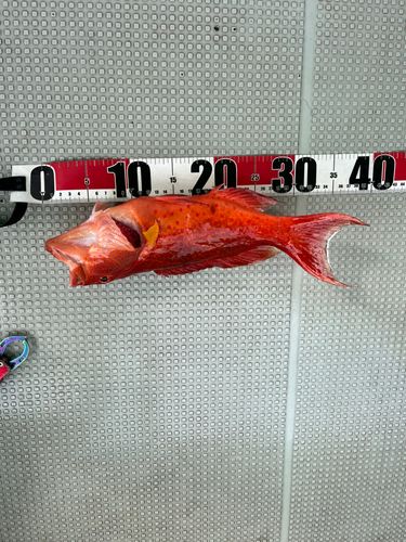 スジアラ