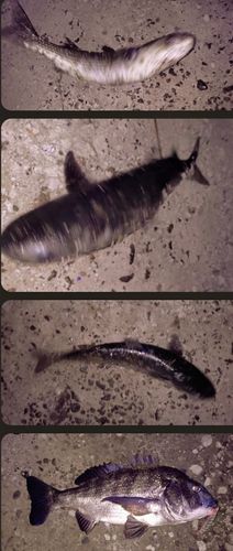 チヌの釣果