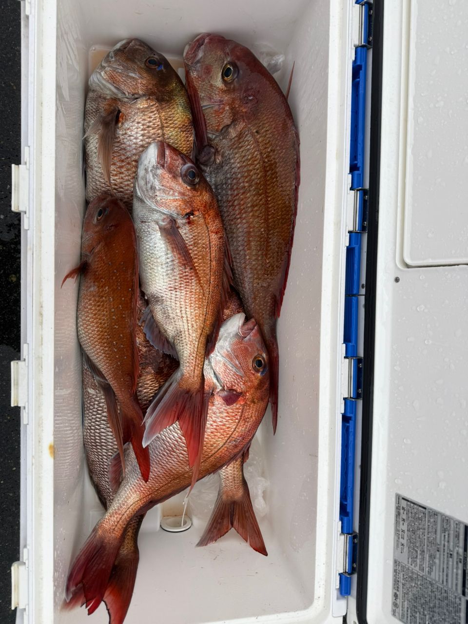 Nonstop!Anglers~北海道~さんの釣果 3枚目の画像