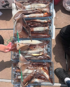 スルメイカの釣果
