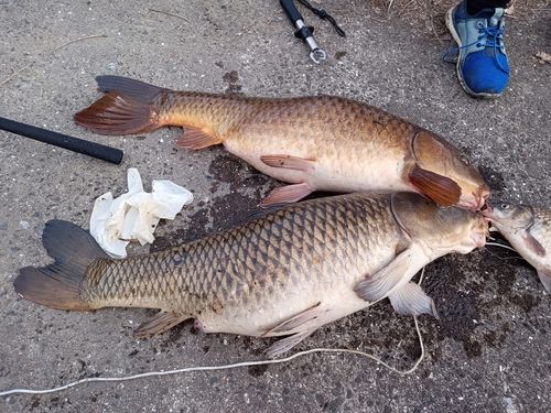 コイの釣果