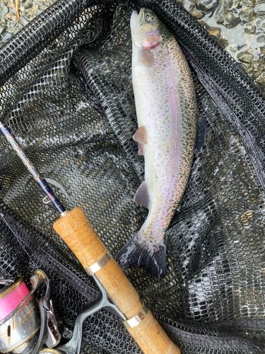 ニジマスの釣果