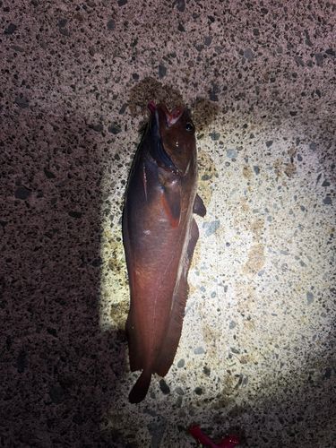 エゾイソアイナメの釣果