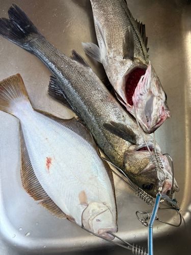 シーバスの釣果