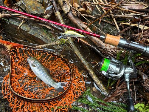 イワナの釣果