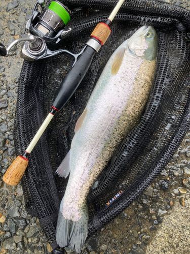 ヤシオマスの釣果
